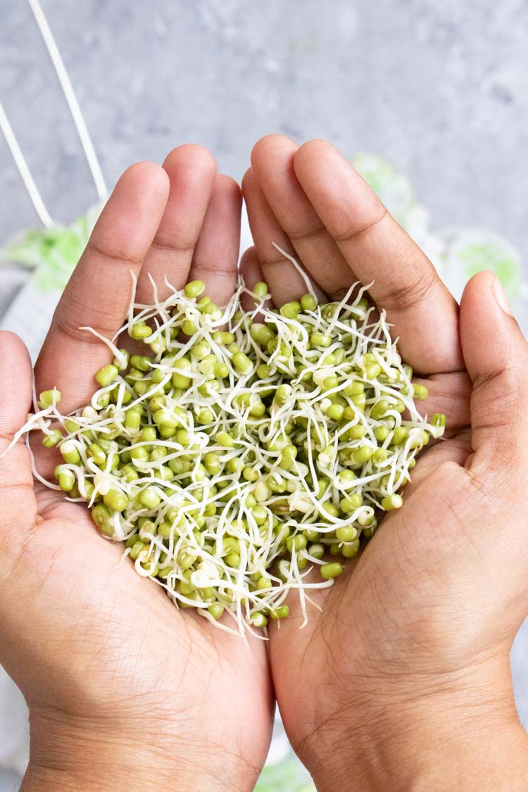 Fresh mung bean sprouts