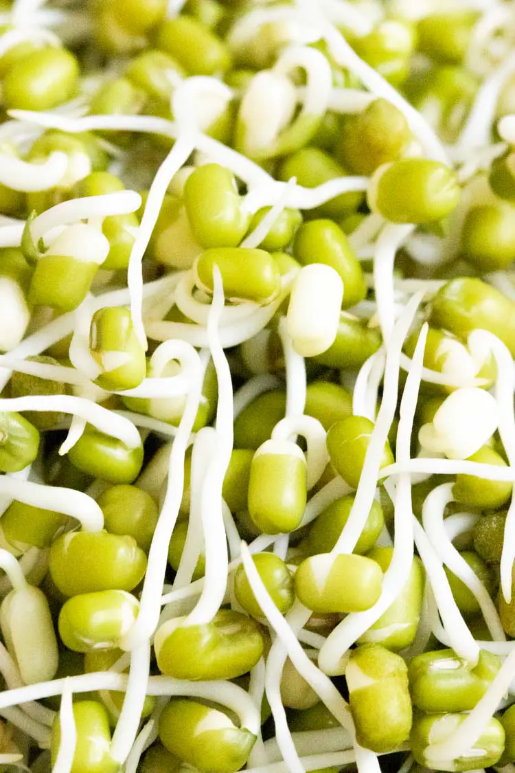 close up of sprouts